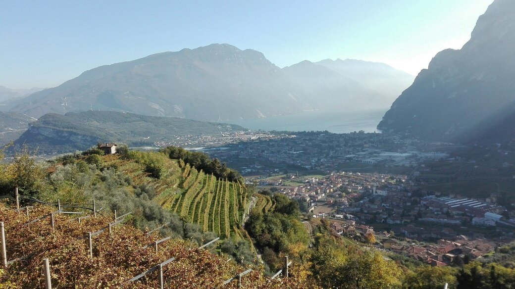 Die Weinberge von Tenno